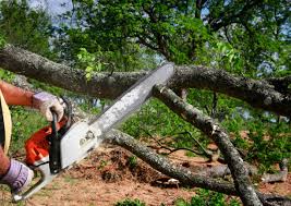 Professional Tree Removal in Frazier Park, CA
