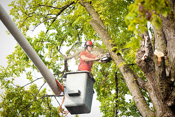 Best Leaf Removal  in Frazier Park, CA